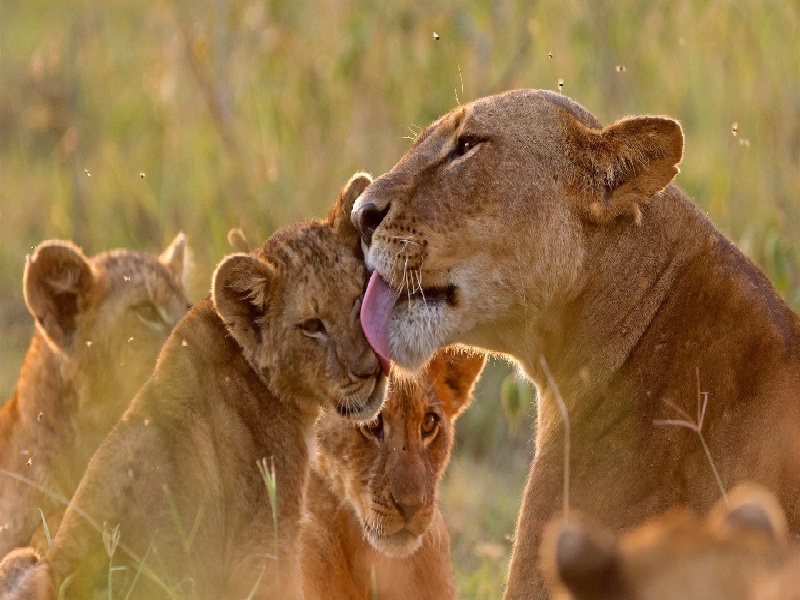 中泰试管混血宝宝（试管婴儿先进）